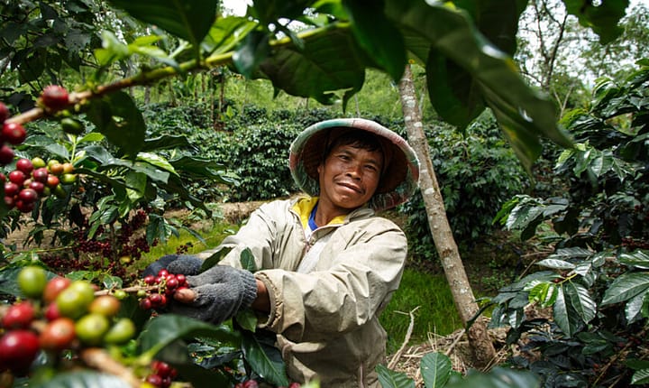 Do Fair Trade Initiatives Help or Hinder Development